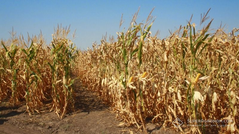 На Житомирщині незібраними залишились 11% площ під кукурудзою