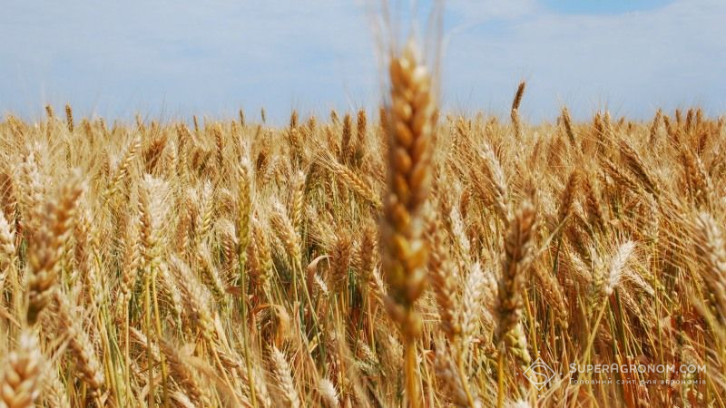 Мінагрополітики оприлюднило прогноз виробництва зерна