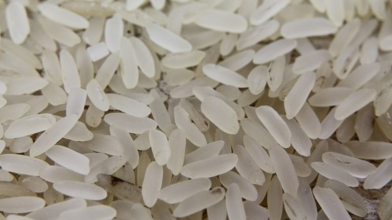 В Україні завершилось збирання урожаю рису