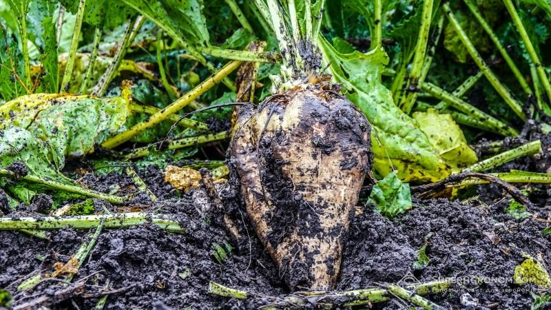 Дощі врятували урожай цукрових буряків на Вінниччині