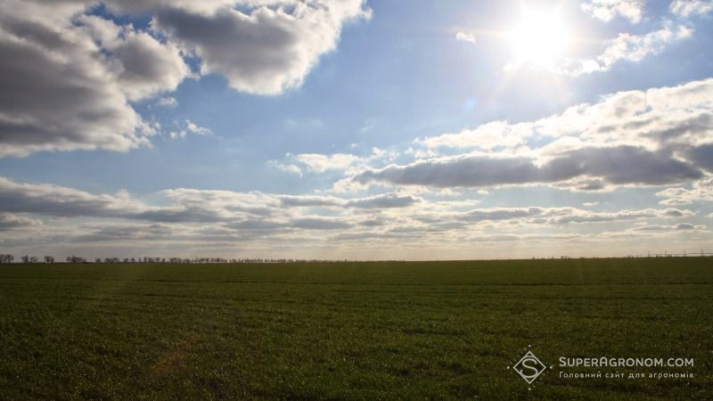 Посіви озимих на Запоріжжі та Дніпропетровщині знаходяться у задовільному стані