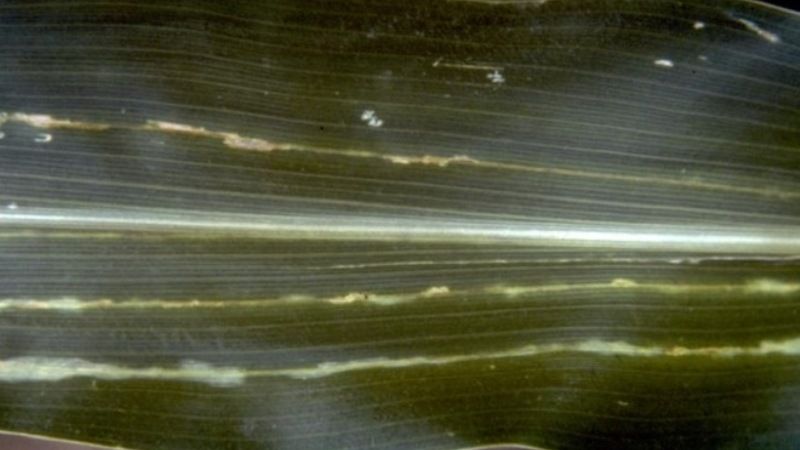 На Полтавщині скасовано карантин по бактеріальному вілту кукурудзи
