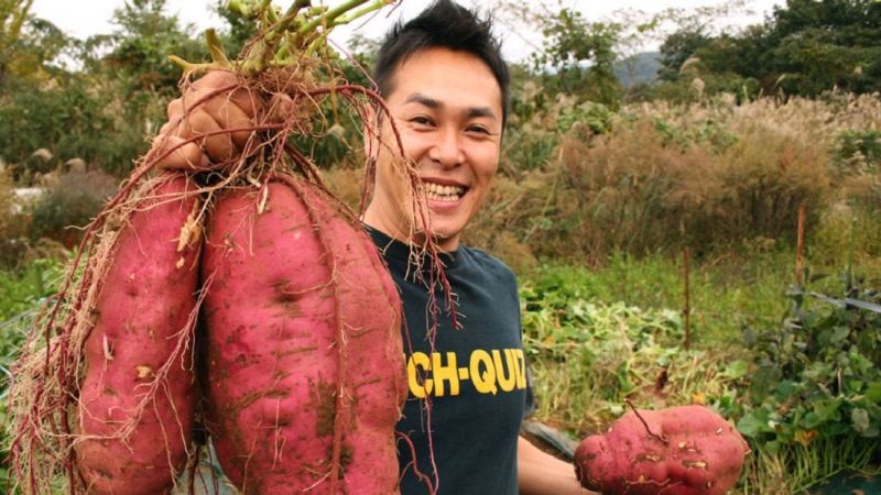 Китайський аграрій виростив батат вагою 41 кг