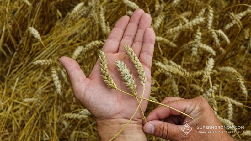 Озвучено остаточний прогноз виробництва зерна в Україні