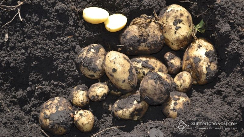 Європа зібрала рекордний урожай картоплі