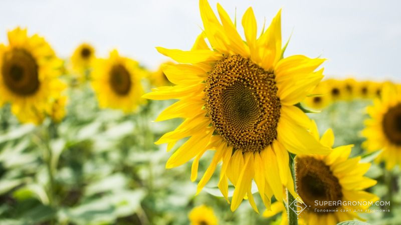 В Україні знизився урожай високоолеїнового соняшнику — експерт
