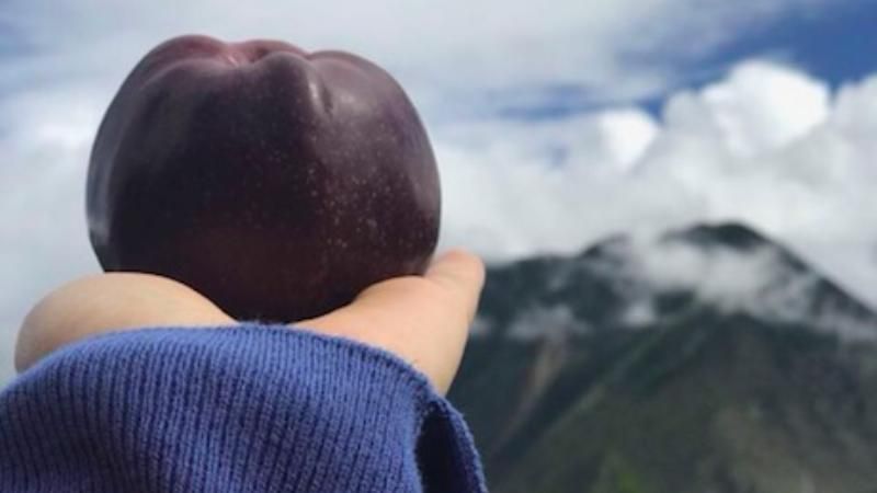 У Тибеті вирощують унікальні чорні яблука