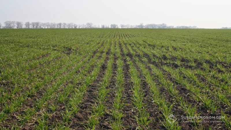 Сходи озимих зернових отримано на 99,4% площ