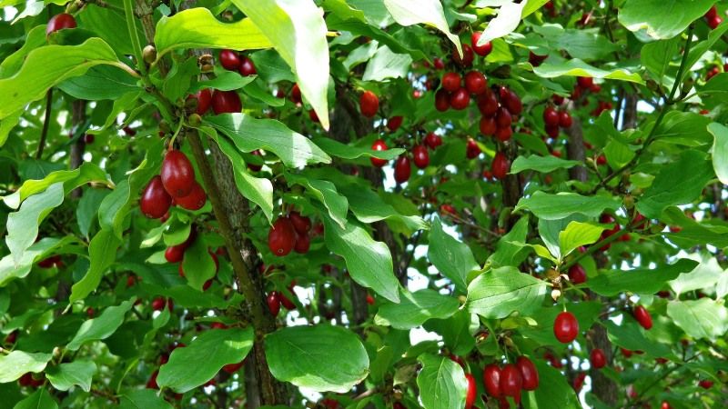 З одного дерева кизилу можна отримати до 100 кілограмів плодів