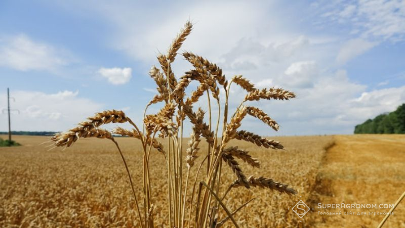 Російські генетики заявили, що вони близькі до створення стійкої до проростання пшениці