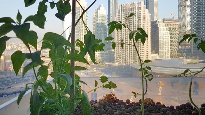 В ОАЕ відкрили першу органічну вертикальну ферму