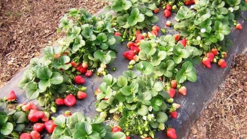 У центрі Одеси вирощують полуницю та запилюють її за допомогою джмелів