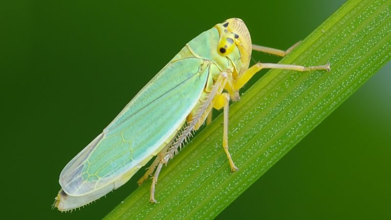 Зростання популяції цикадових загрожує садівникам південних регіонів України