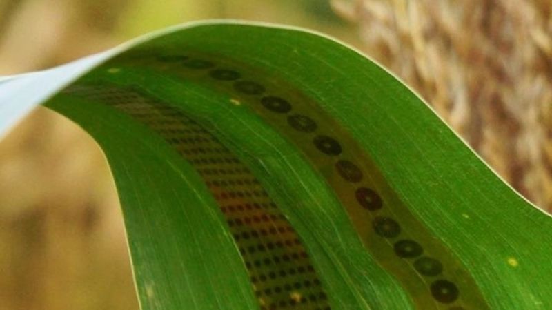 Унікальні мікродатчики дозволять підвищити ефективність вирощування сільськогосподарських культур