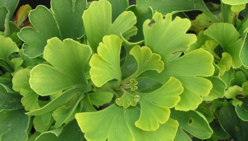 В Сумському НАУ вирощують цінну рослину Ginkgo biloba