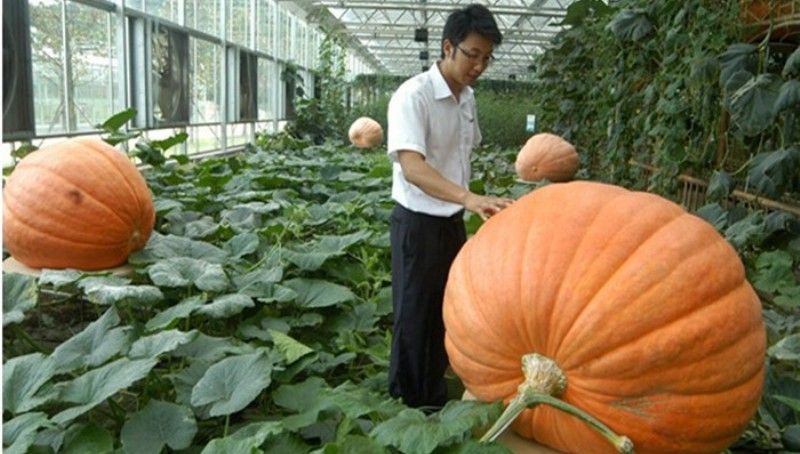 Китайський овочівник вирощує гарбузи вагою понад 200 кг