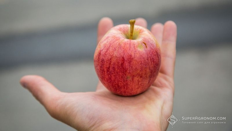 Європа встановила новий рекорд неврожаю яблук