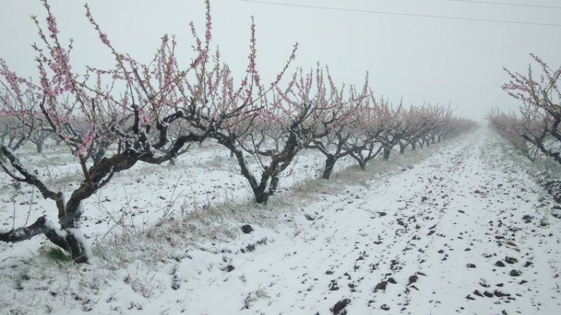У разі різкого зниження температури Дніпропетровські аграрії ризикують втратити частину врожаю