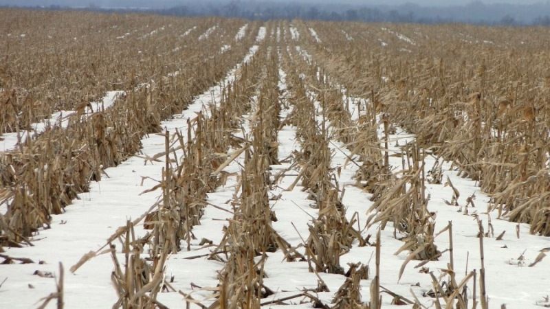 Технологія no-till сприяє снігозатриманню та забезпечує посіви необхідною кількістю вологи навесні