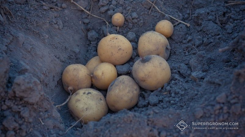 Вирощування надранньої картоплі під агроволокном вдвічі збільшує урожайність