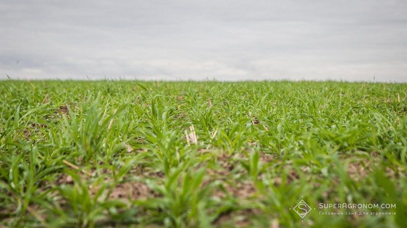 Посіви озимих зернових у ЄС знаходяться у задовільному стані