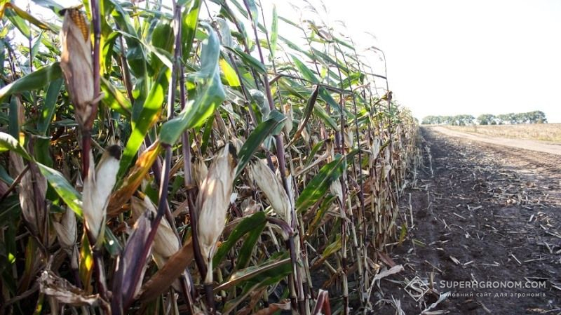 Цукрова кукурудза стане найбільш прибутковою культурою 2018 року — думка