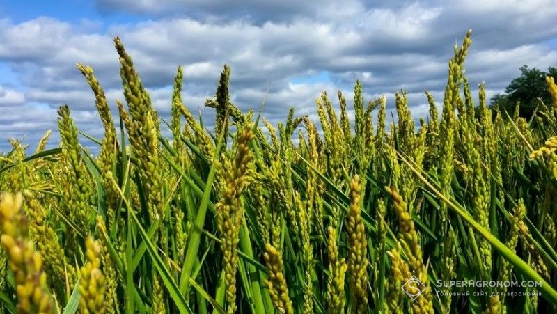 Аграрії Херсонщини збираються забезпечити рисом всю Україну