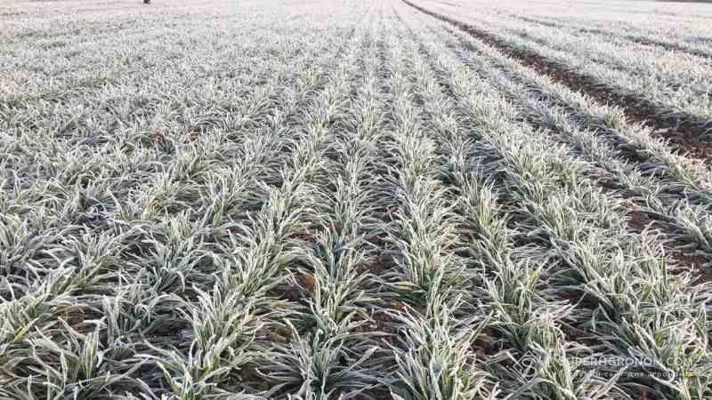 Озимим зерновим у Казахстані загрожує вимерзання