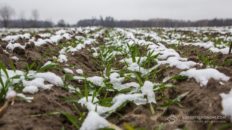 Посіви озимих на Херсонщині знаходяться у стані зимового спокою