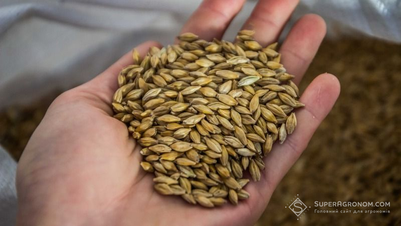 Зерно пшениці та ячменю на Кіровоградщині уражене шкідниками