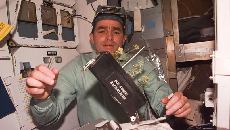 Леонід Каденюк проводить експерименти з рослинами у Космосі