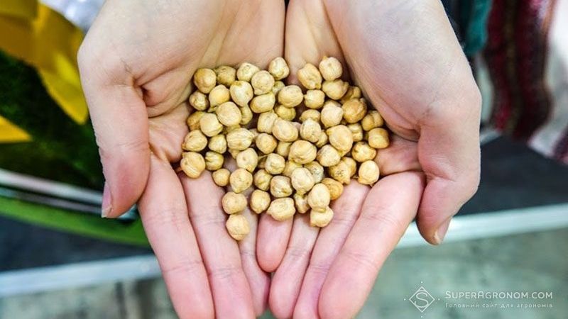 ​У 2017 році українські аграрії зібрали понад 19 тисяч тонн нуту