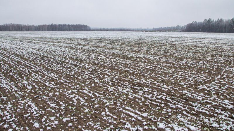 Потепління не загрожує посівам озимих культур на Житомирщині — агрономи