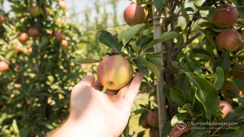 Україну очікує рекордний урожай яблук — експерт