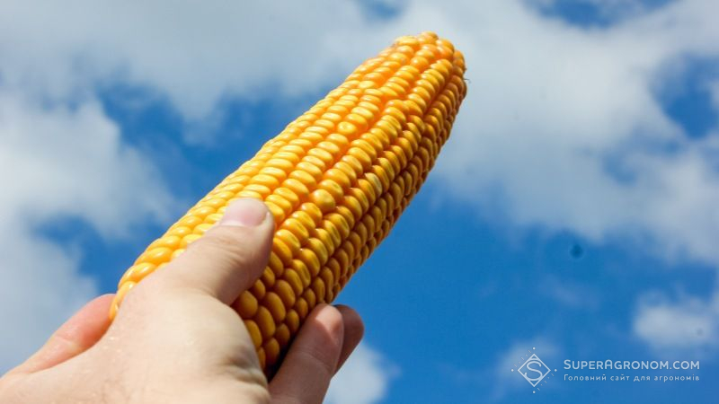 Monsanto оприлюднила результати конкурсу на найвищу врожайність кукурудзи