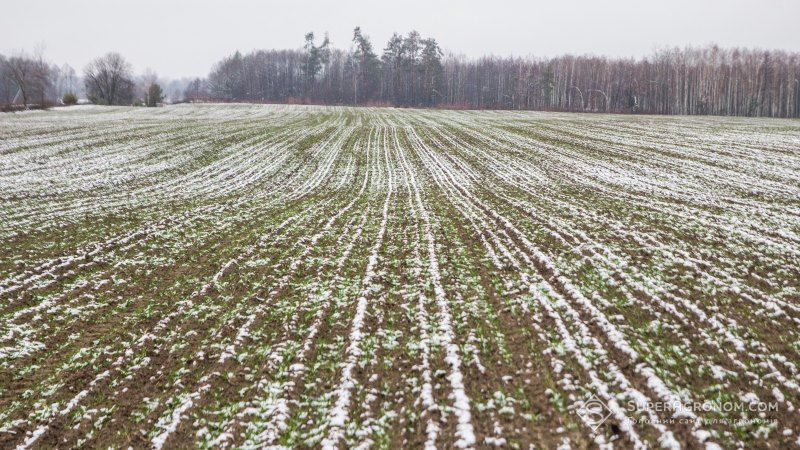 Нестача снігу не завдала шкоди посівам озимим культур на заході України
