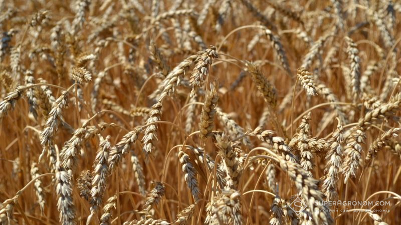 Глобальне потепління скоротить урожай пшениці вдвічі — вчені