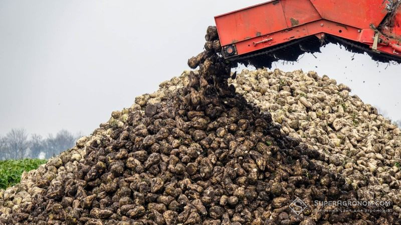 У минулому сезоні аграрії зібрали 14,5 млн тонн цукрових буряків