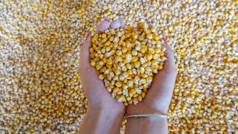 Китай надає перевагу українській кукурудзі без ГМО
