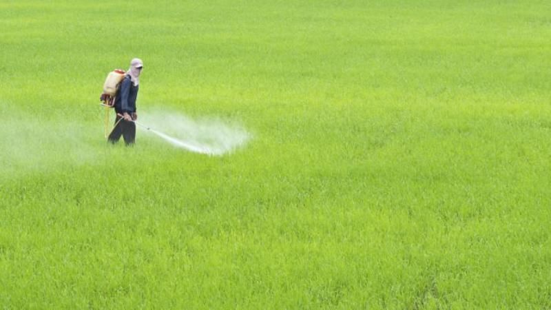 Китайські вчені розробили технологію зменшення забруднення ґрунтів пестицидами