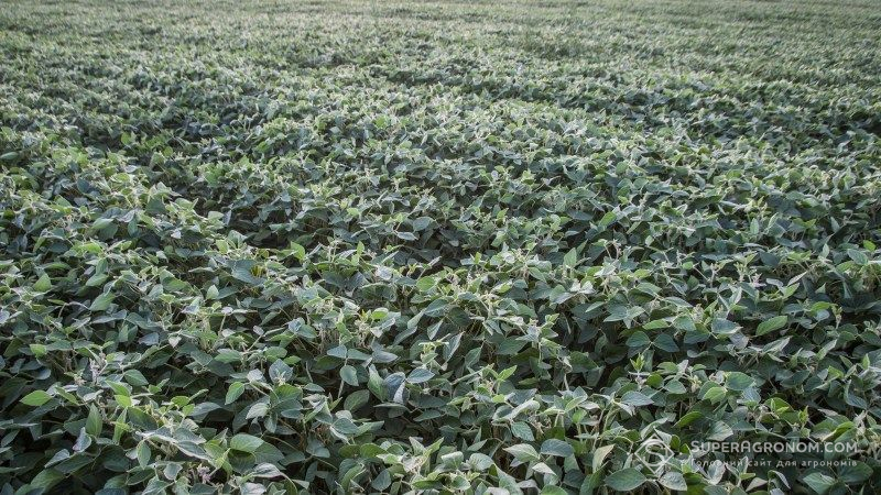 Monsanto програла суд щодо скасування заборони на використання гербіциду дикамба у США