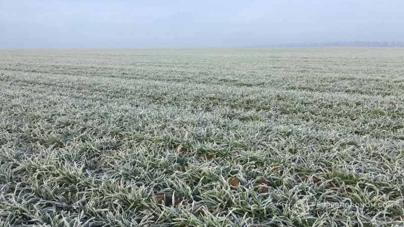 Відсутність снігового покриву та різке похолодання загрожує посівам озимих культур на Донеччині