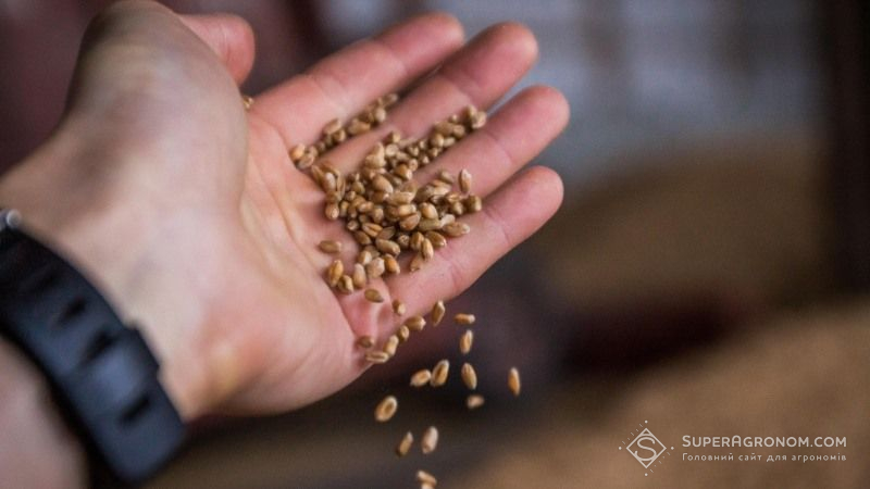 З кожним роком в Україні погіршується якість зерна озимої пшениці — експерт