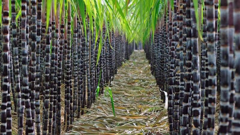 В Бразилії заклали першу у світі плантацію ГМ тростини