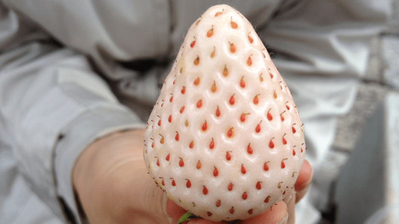 Японський селекціонер вирощує унікальну білу полуницю