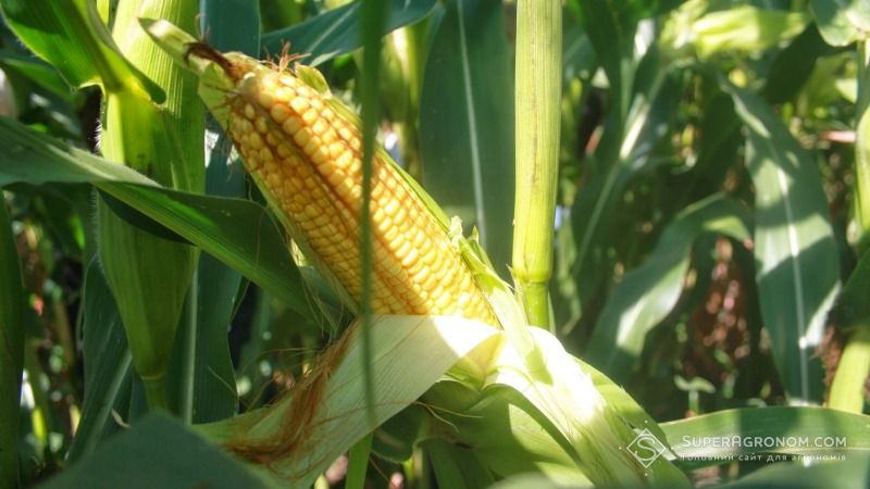Визначено переможця всеукраїнського конкурсу на найвищу врожайність кукурудзи Євраліс