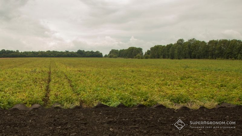 Україна практично не займається вирощуванням картоплі у промислових масштабах