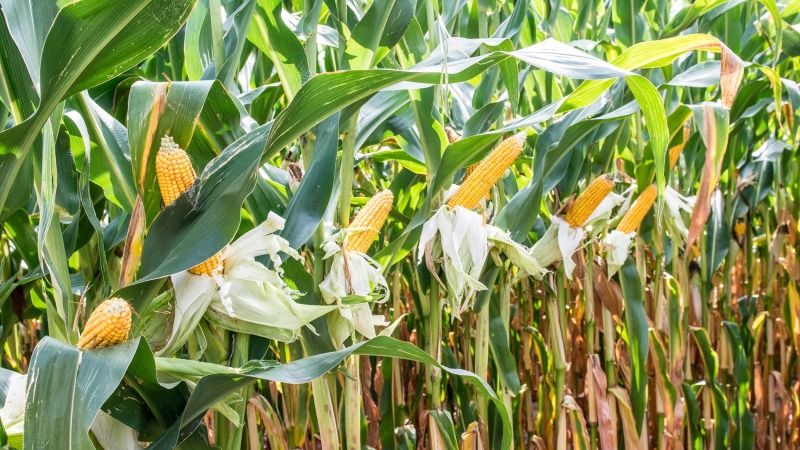 Аргентина дала дозвіл на вирощування ГМ-сортів кукурудзи та сої