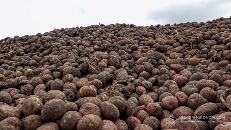 Хлорпрофам призводить до зниження врожайності картоплі