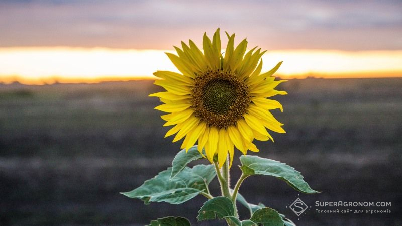 Херсонські вчені дослідили переваги вирощування органічного соняшнику
